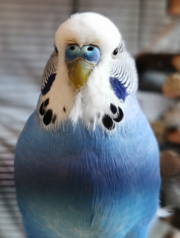 PHPSESSID
