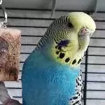 Finny guckt in die Kamera