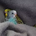 Kuscheldecke