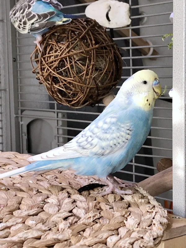 Wellensittich-Bild: unser Krümel schaut was es leckeres am Käfig gibt 