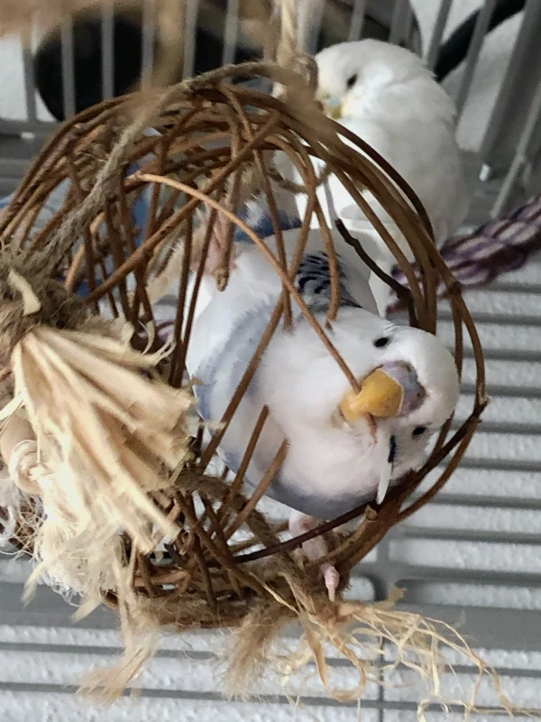 Wellensittich-Bild: Mal probieren ob ich da reinpasse. Eine kaputte
Weidenkugel und Blacky hat probiert ob er 
reinpasst. 