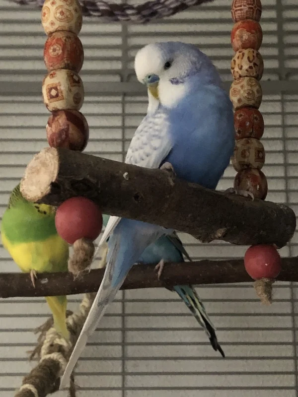 Wellensittich-Bild: Zazu sitz auf seiner Lieblingsschauckel 