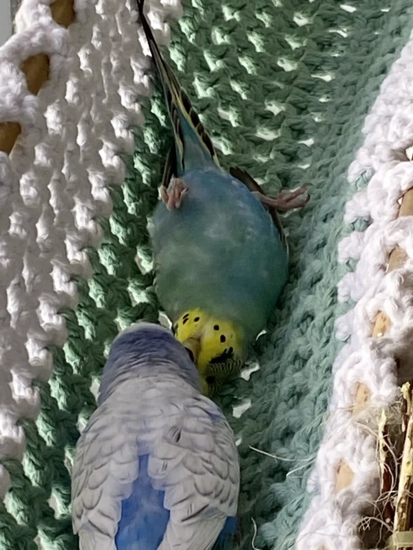 Wellensittich-Bild: Hab ich durch Zufall gesehen unser 
Zazu mit seiner Emelie . 
