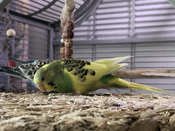 Wellensittich-Bild: Unser Filou ist am erkunden und untersuchen
was es alles gibt. Wir haben ihn erst seit einem
Monat. War sehr ängstlich aber jetzt wird es von Tag 
zu Tag besser ????