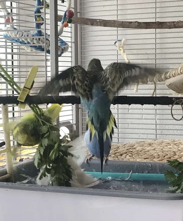 Wellensittich-Bild: Ich flieg mal weg 3 Männchen im Bad sind zuviel ????????