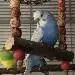 Zazu
