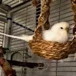 Schlafplatz  Nest 