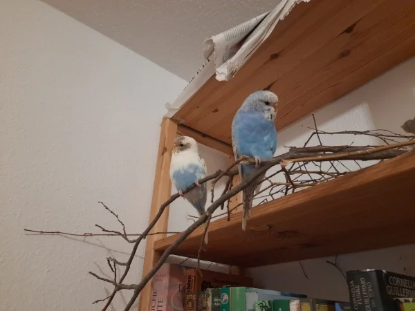 Wellensittich-Bild: Gerade am chillen