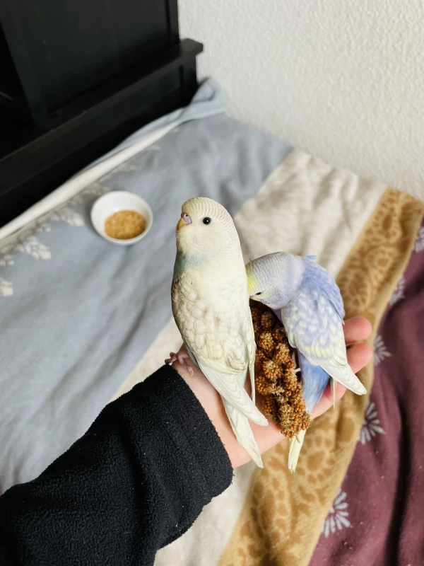 Wellensittich-Bild: Hier sieht man Odin und Freya. Freya vorne und Odin hinten am Essen. 