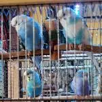 Polly,Sweety,Rowdy,Monty