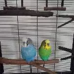 Johnny und Elvis