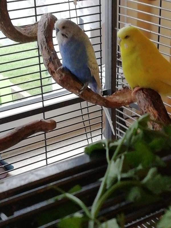Wellensittich-Bild: Heute chillen Blue und Lucy drinnen, haben eben schon draußen Petersilie gefressen, sie lieben das.