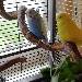 Blue und Lucy