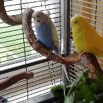 Blue und Lucy