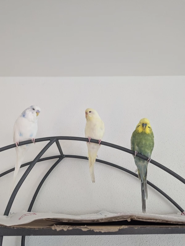 Wellensittich-Bild: Von links nach rechts: Yuki, Anette, Sky.