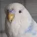 Yuki