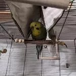 Camper Welli