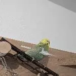 Federdieb
