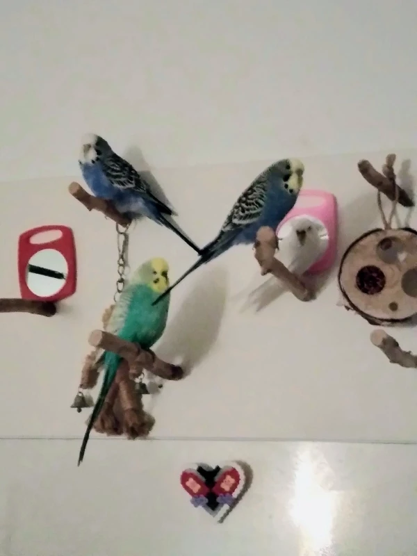 Wellensittich-Bild: Bagy mit seinen Kindern