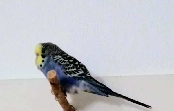 Wellensittich-Bild: Monty