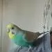 Bagy