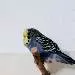 Monty