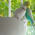 Papa mit Kind