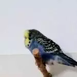 Monty freches Gelbgesicht