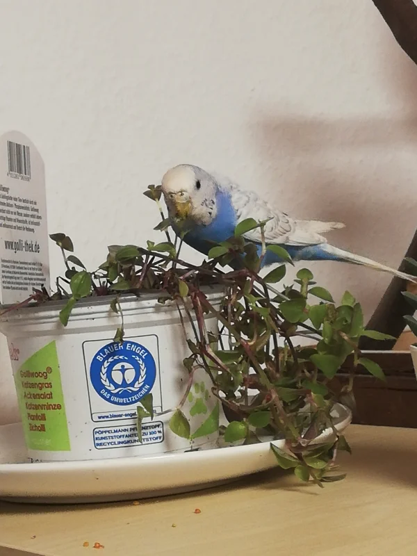 Wellensittich-Bild: Ich hab es gelernt, einfach rein setzen. Und lecker lecker lecker. 