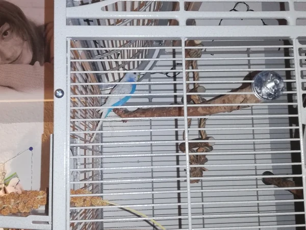 Wellensittich-Bild: Blue komm her zu mir, hier ist es so schön, was Felo gemacht hat. 