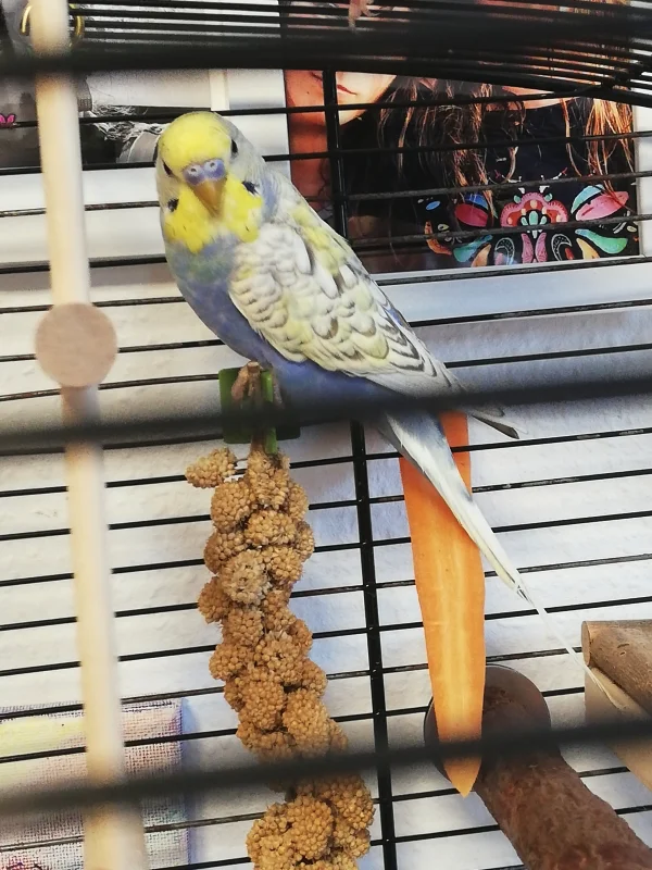 Wellensittich-Bild: Clyde ist heute eingezogen. 6 Monate alt. Ein sehr hübscher. 
