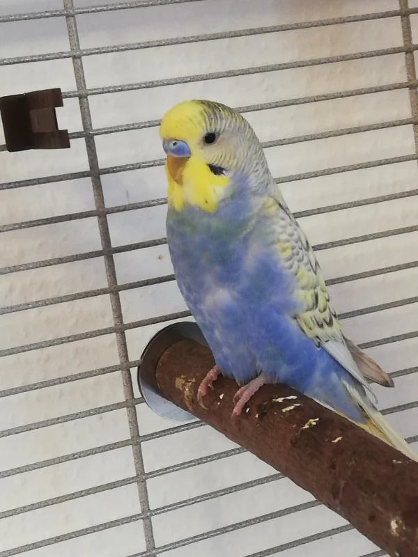 Wellensittich-Bild: Sehr selten kommt es vor, daß wir einzel Fotos bekommen.
Hier ist Clyde unser Jüngster.
Schönes neues Profilbild 