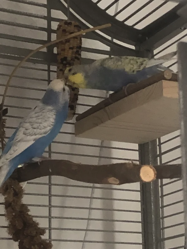 Wellensittich-Bild: Bonnie steckt gerade in der Wachshautveränderung,
Die dreht am Rad. Wüstenmodus wird bald kommen.
Aber schön zu sehen, das Bonnie wieder einen Partner (Clyde)hat , nach dem Verlust von Blue