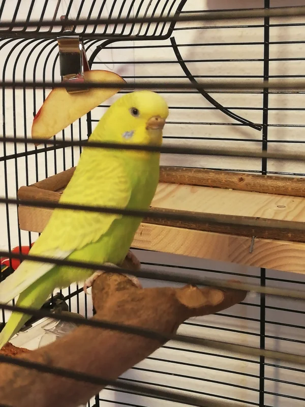 Wellensittich-Bild: Unser neues Weibchen