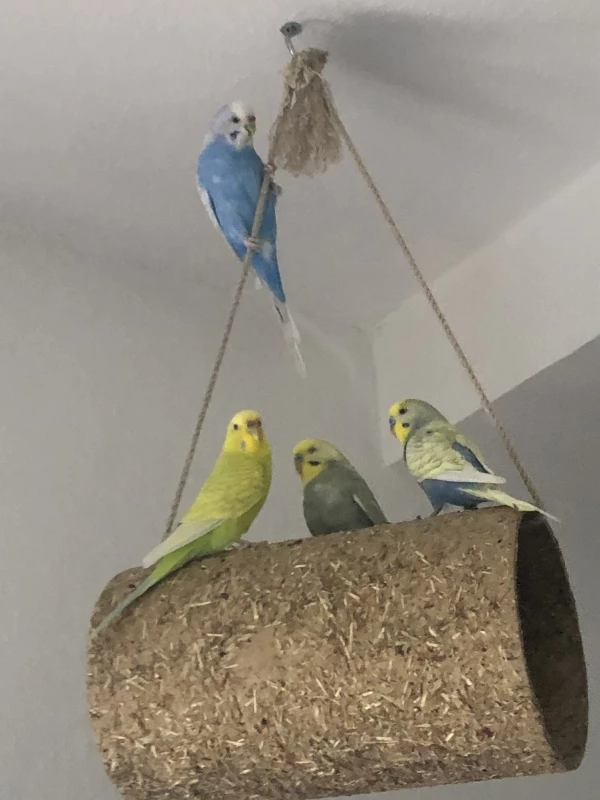 Wellensittich-Bild: Alle 4 auf einmal.
Oben Bonnie 
Unten Chilli, Rocket und Clyde von links nach rechts 
