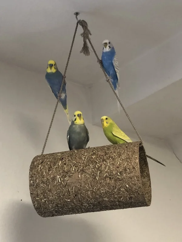 Wellensittich-Bild: Alle 4 zusammen,

Cirkus Vorstellung kann beginnen 