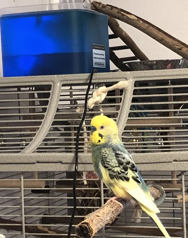 Wellensittich-Bild: Charly hat einen neuen Lieblingsplatz , da traut sich kaum einer hin. Und die Wand hört ihm auch beim Quaseln zu. Grins 