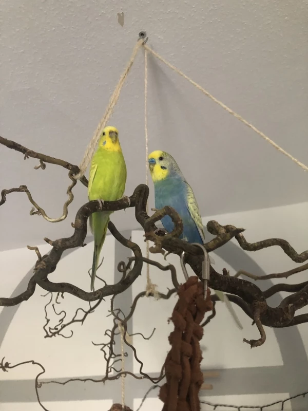 Wellensittich-Bild: Chilli und Clyde alleine mal, sonst ist immer Rocket mit dabei, der lässt die zwei nicht außer Augen 