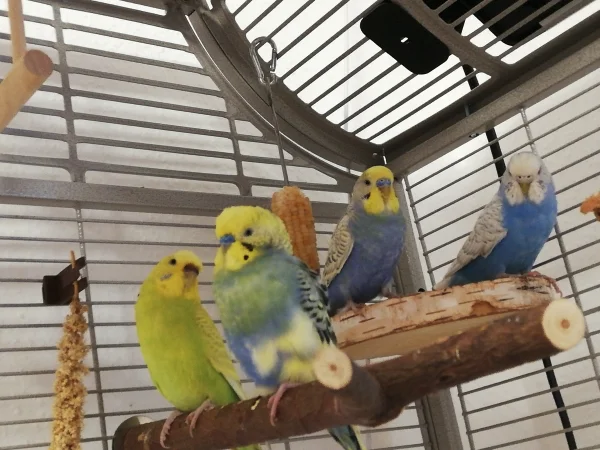 Wellensittich-Bild: Gruppenfoto am frühen Abend.
Vorne Grün-gelb Chilli, danenebn ihr Partner Charly
Oben links Clyde und rechts Bonnie 