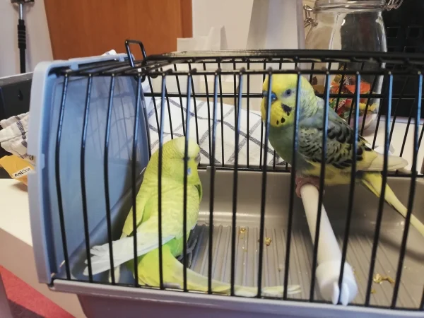 Wellensittich-Bild: Unser neues Männchen und Weibchen.
Namen stehen noch nicht fest. Tochter kann sich noch nicht entscheiden.
