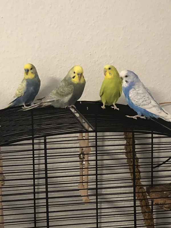 Wellensittich-Bild: Kurz nach dem offnen des des kleinen Käfig

Links nach rechts
Clyde , Rocket(Neuankömmling), Chilli und Bonnie