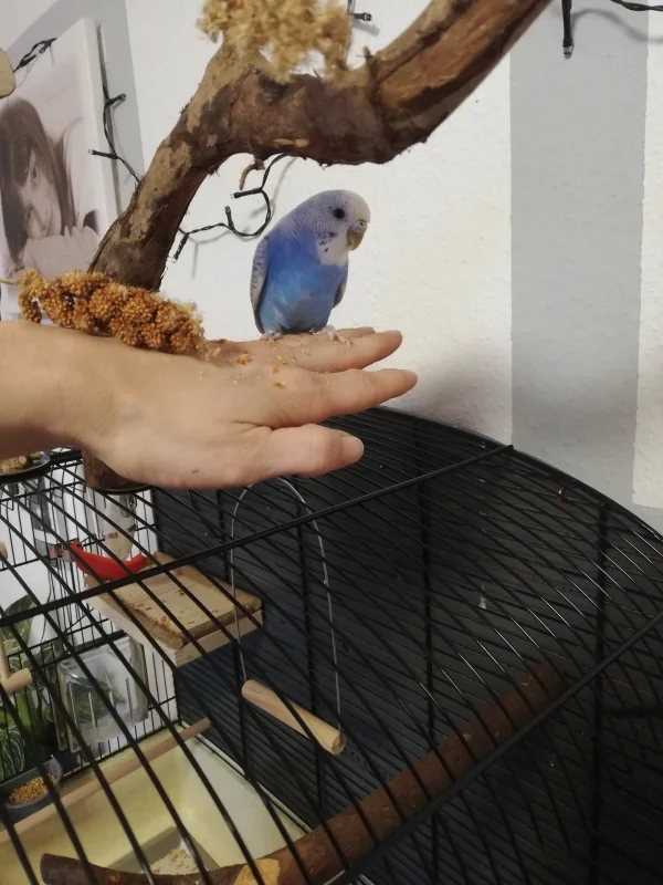 Wellensittich-Bild: Bonnie, auf der Hand 