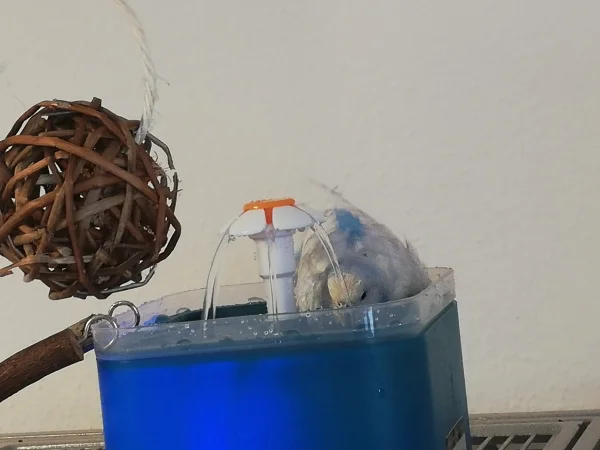 Wellensittich-Bild: Es ist so schön zusehen, wie sie sich traut.
Mal schauen wann charly und chilli sich trauen