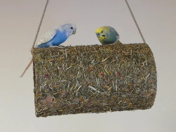 Wellensittich-Bild: Die bekloppte Felo, hat uns schon wieder was neues geholt, und gleich so ein Monster Teil. Nach 24 Std, da es uns nicht gefressen hat. Müssen wir doch mal nachschauen was das ist.
Es ist cool und lecker