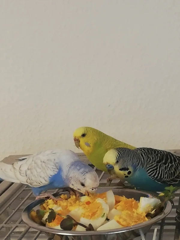Wellensittich-Bild: Sie trauen sich ans Ei, dekoriert mit gooli. Scheint zu schmecken