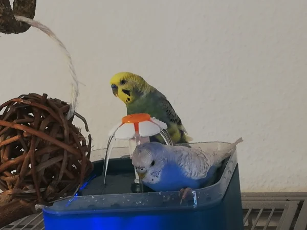 Wellensittich-Bild: Bonnie hat für sich die Dusche entdeckt.
Es scheint ihr zugefallen.
Charlie schaut noch zu. 