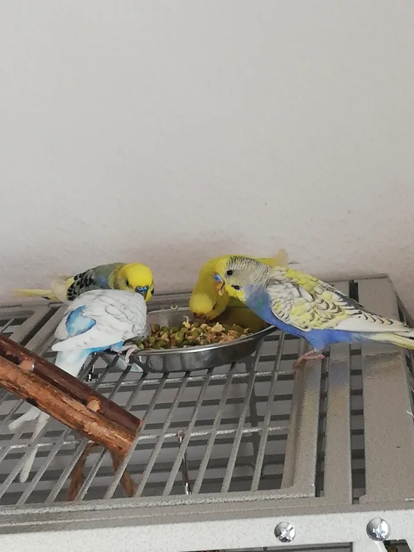 Wellensittich-Bild: Lecker lecker lecker.
Und das ohne Futterneid 