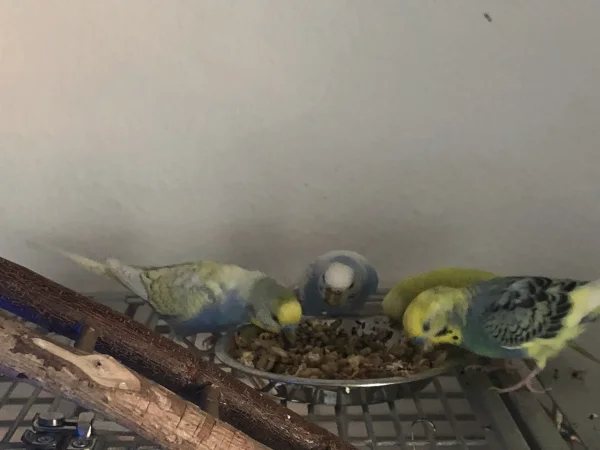 Wellensittich-Bild: Da sind wir mal wieder, Urlaub vorbei. Wurden super versorgt.

Allen 4 geht es super, haben sich anscheinend gefreut aufs keinfutter, 
Links nach rechts: Clyde,Bonnie,Chilli und Charlie.

Ab und an  dabei Zickenterror, grins. Weiber halt .