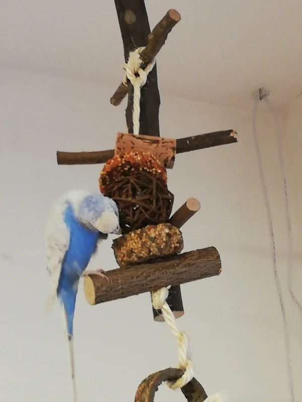 Wellensittich-Bild: Bonnie hat mal das neue leckerchen entdeckt. 