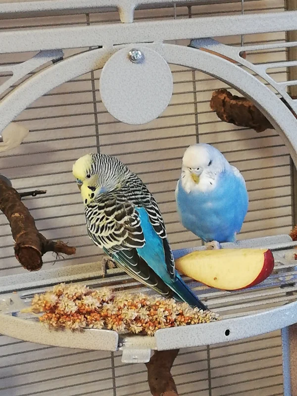 Wellensittich-Bild: Blue unser Angsthase mit seiner Bonnie, die Draufgängerin